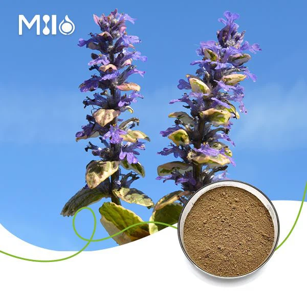 Ajuga Turkest Extract Powder